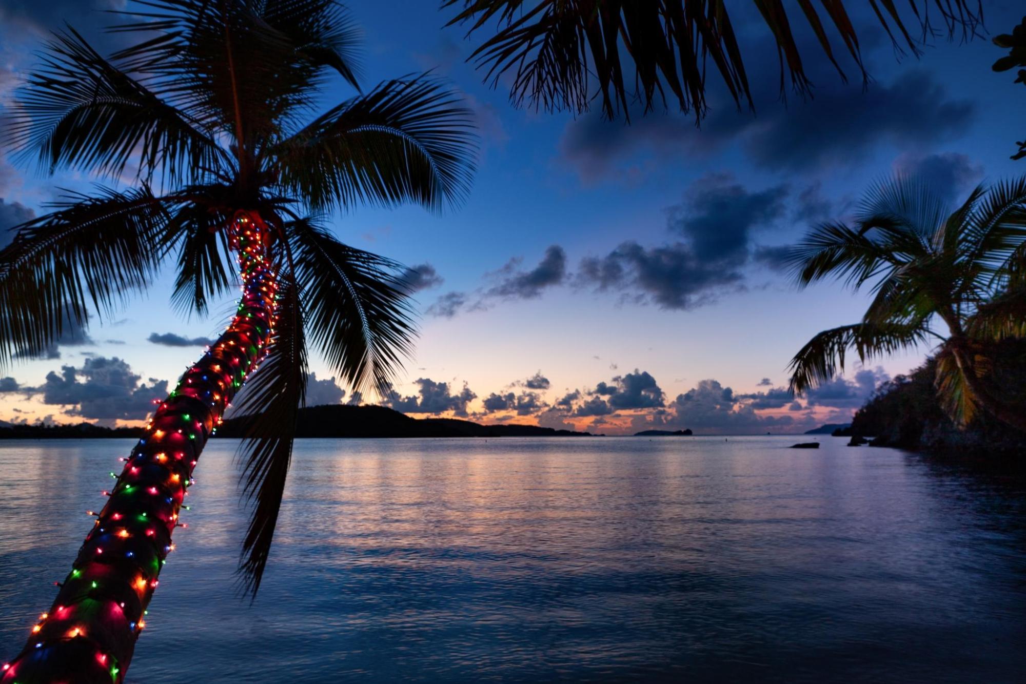A palm tree with Christmas lights