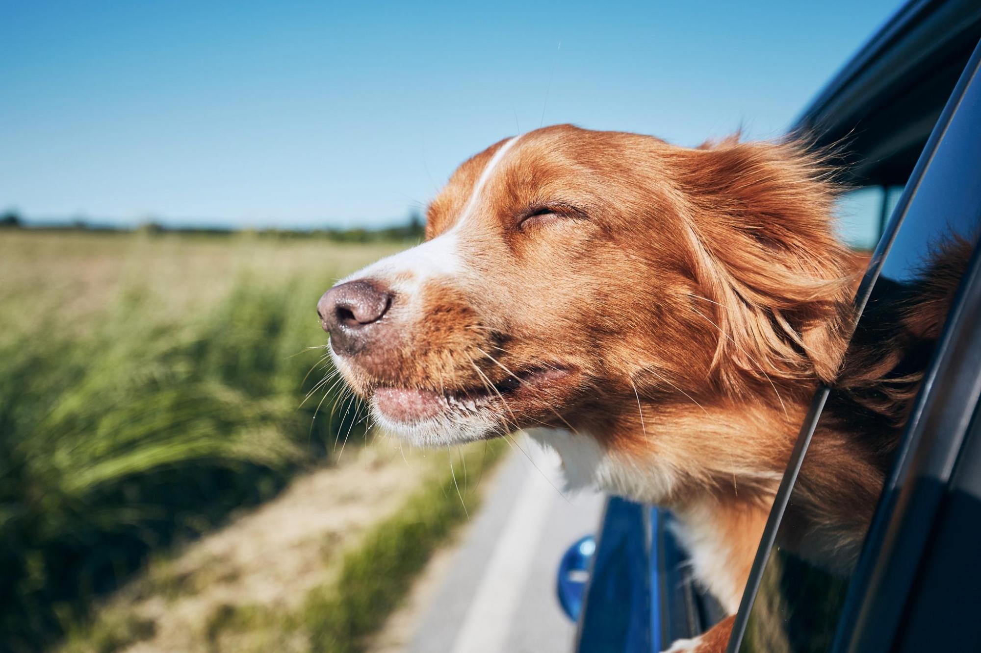 Take your pup on a well deserved vacation
