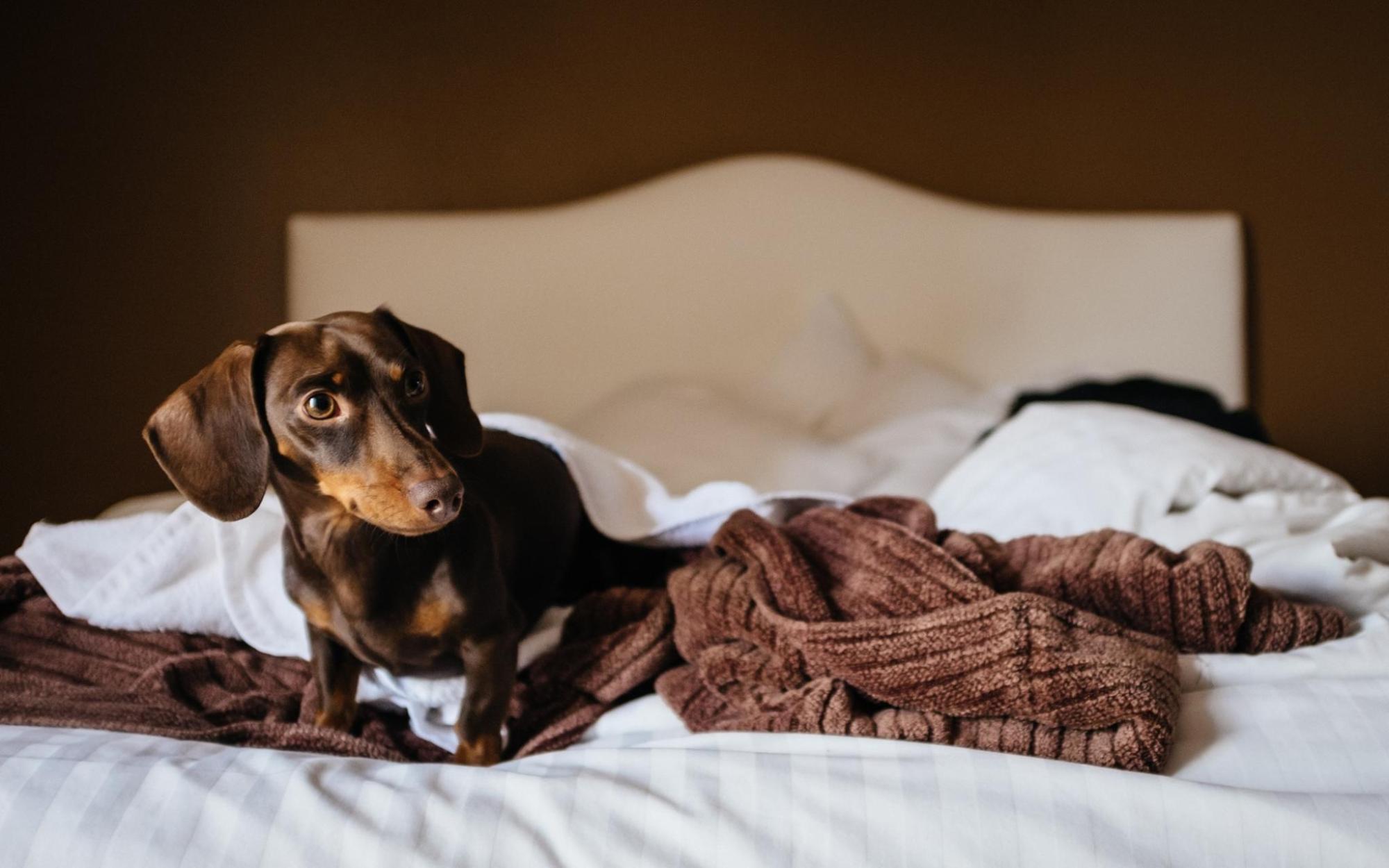 A dachshund dog sits comfortably on a bed in a hotel room