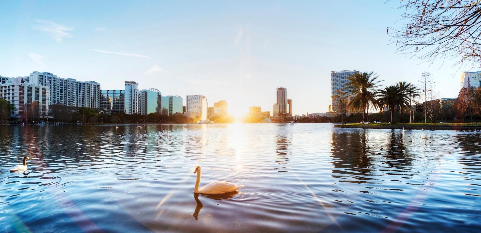 Lake Eola is in the foreground – a swan swims peacefully
