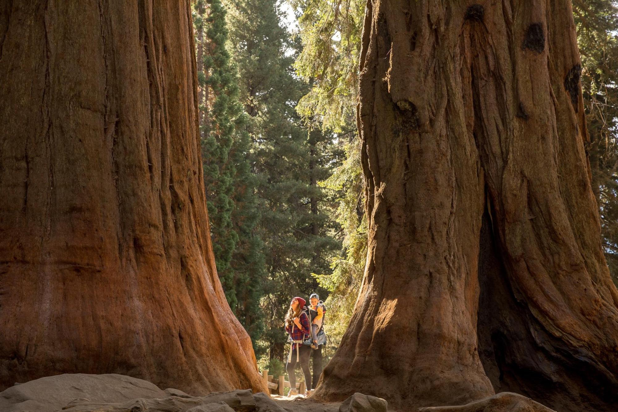 A family stands together in front of a large tree