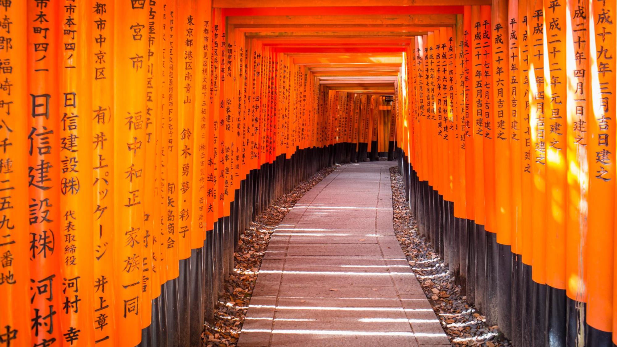 Torii gates glow in the sunshine