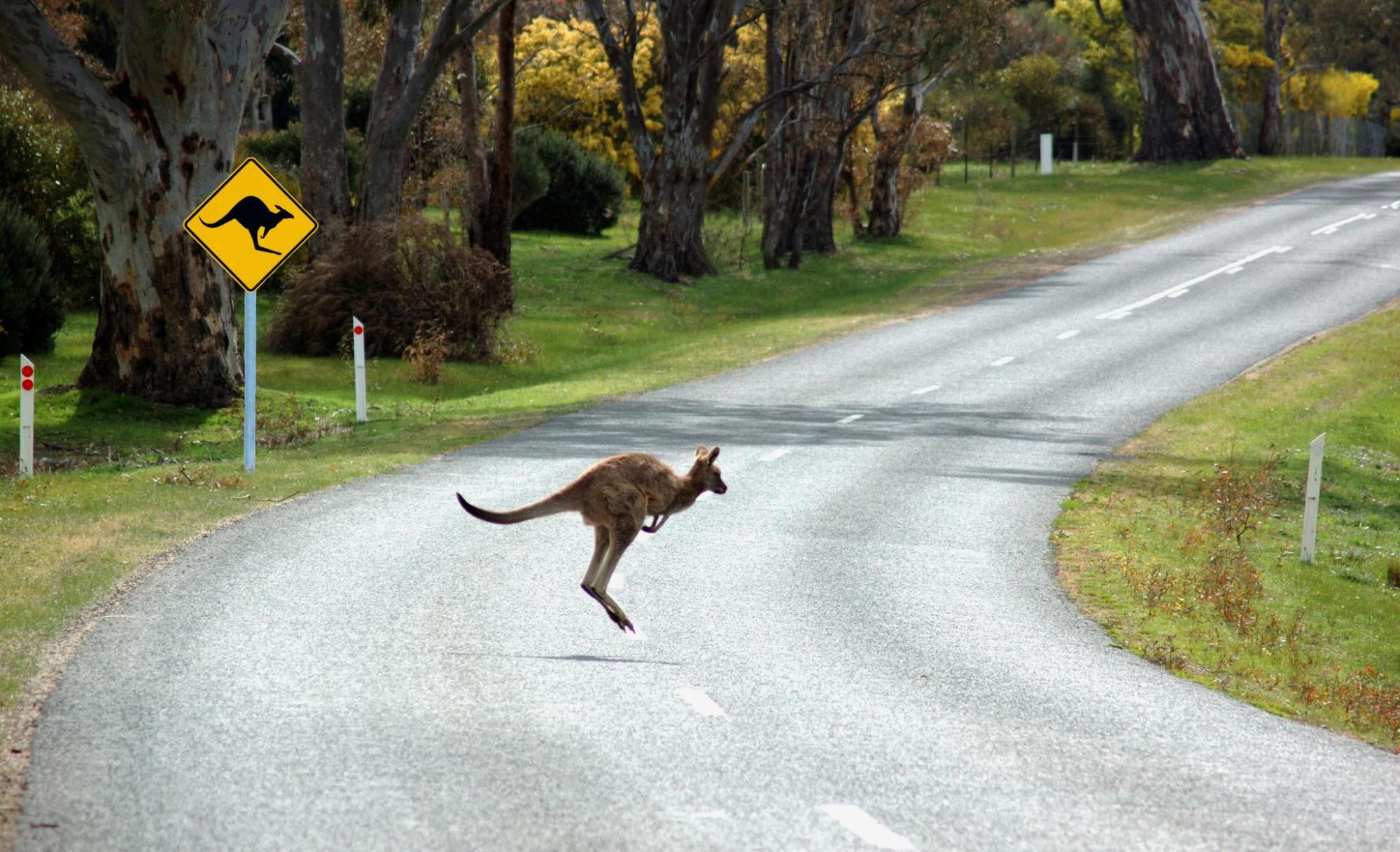 Kangaroo crossing a street in Australia