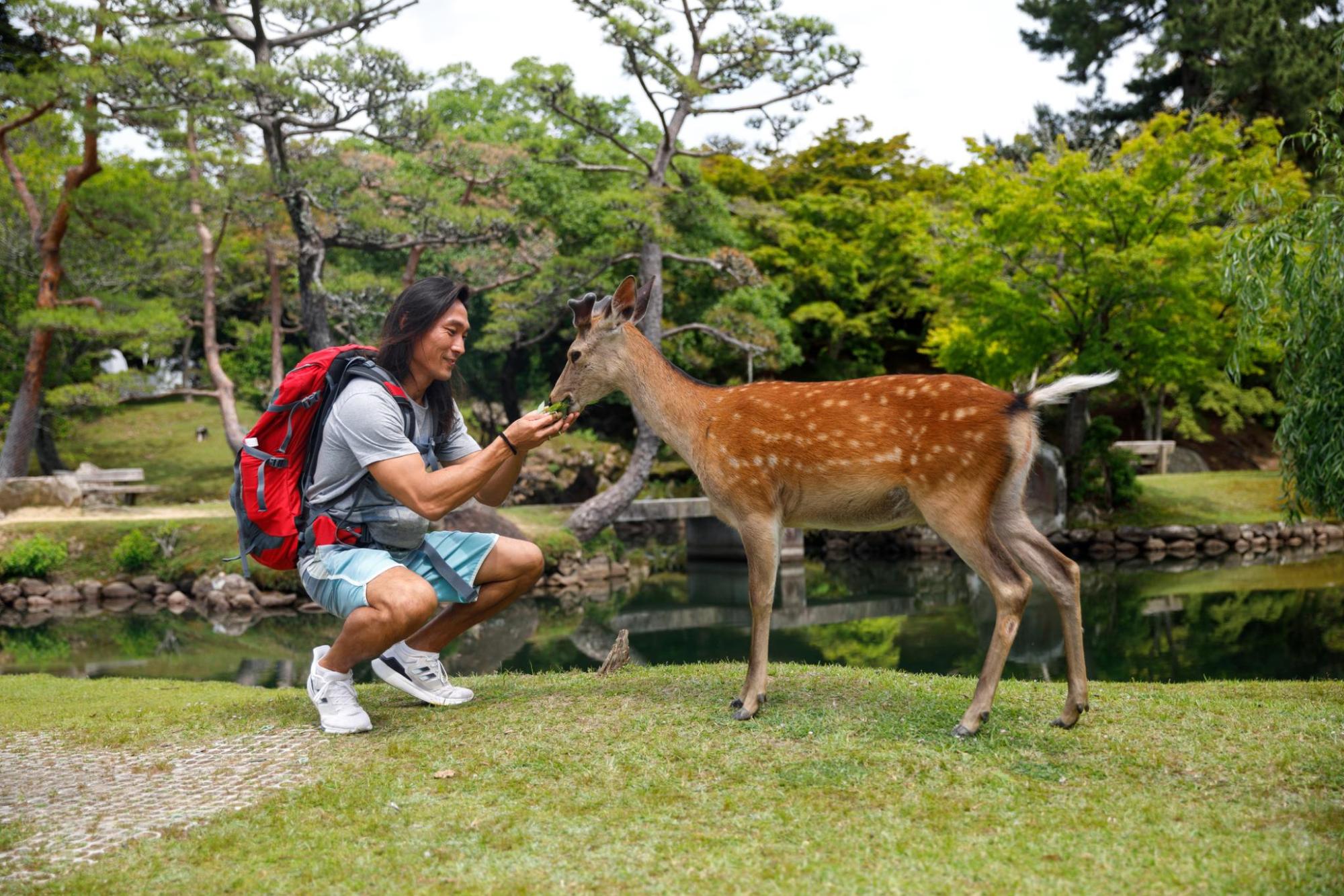 公園で鹿に餌をあげる旅行者