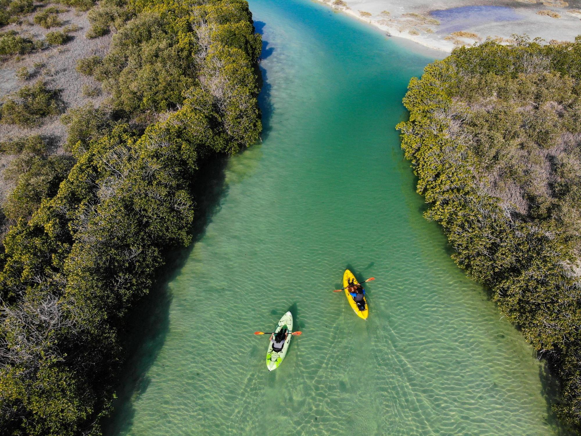 Aerial view of two kayakers paddling through Red Sea mangroves