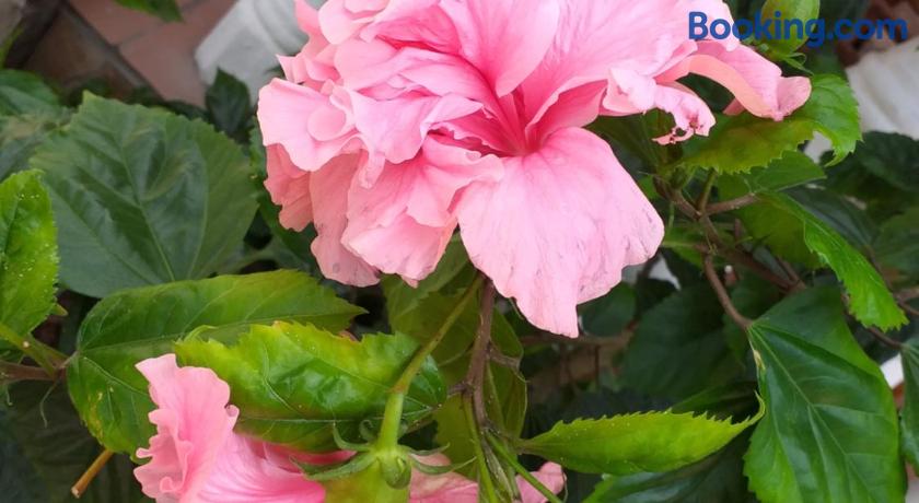 Pension Hibiscus Guesthouse by null