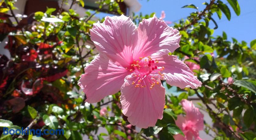 Pension Hibiscus Guesthouse by null